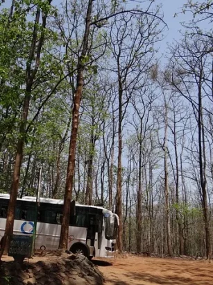 Cara Menanam Pohon Jati