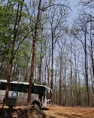 Cara Menanam Pohon Jati