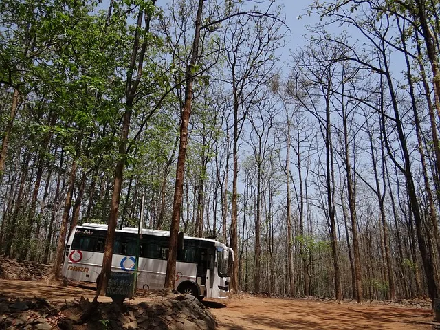 Cara Menanam Pohon Jati