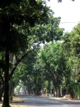 Cara Menanam Pohon Cendana Sebagai Budidaya