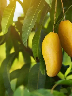 Cara Menanam Pohon Mangga