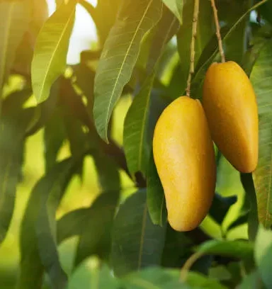 Cara Menanam Pohon Mangga