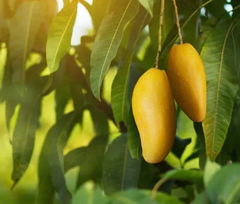 Cara Menanam Pohon Mangga
