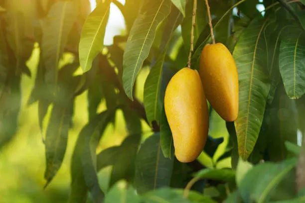 Cara Menanam Pohon Mangga