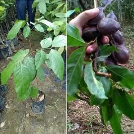 Pohon Jengkol